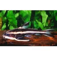 Platydoras costatus - Trnovec bělopruhý 4cm