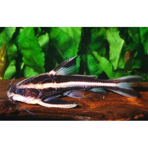 Platydoras costatus - Trnovec bělopruhý 4cm