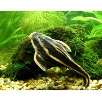 Platydoras costatus - Trnovec bělopruhý 4cm
