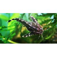 Agamyxis albomaculatus - Trnovec běloskvrný 4cm