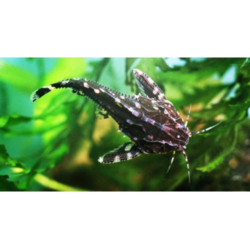 Agamyxis albomaculatus - Trnovec běloskvrný 4cm