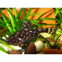 Agamyxis albomaculatus - Trnovec běloskvrný 4cm