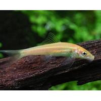 Gyrinocheilus aymonieri Gold 4-5cm