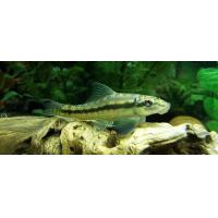 Gyrinocheilus aymonieri 4-5cm