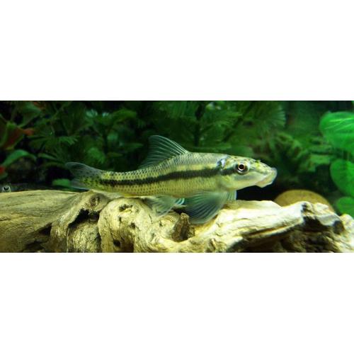 Gyrinocheilus aymonieri 4-5cm