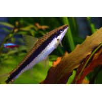 Crossocheilus siamensis - Parmička černopruhá 4cm