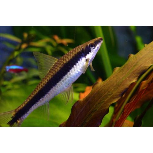 Crossocheilus siamensis - Parmička černopruhá 4cm