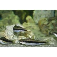 Crossocheilus siamensis - Parmička černopruhá 4cm