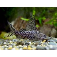 Synodontis velifer - Péřovec dlouhoploutvý 4-5cm
