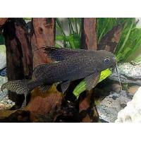 Synodontis velifer - Péřovec dlouhoploutvý 4-5cm