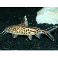 Synodontis multipunctatus - Péřovec kukaččí 4-5cm