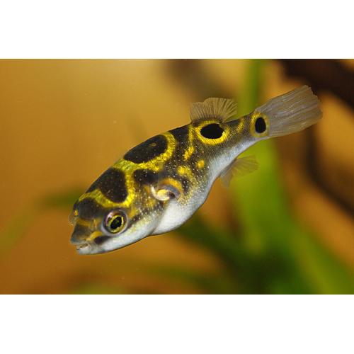Tetraodon biocellatus - Čtverzubec skvrnoocasý 3cm