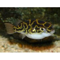 Tetraodon biocellatus - Čtverzubec skvrnoocasý 3cm