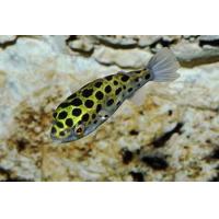 Tetraodon nigroviridis - Čtverzubec zelený 4-5cm