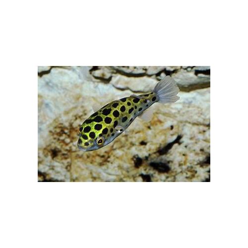 Tetraodon nigroviridis - Čtverzubec zelený 4-5cm