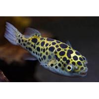 Tetraodon nigroviridis - Čtverzubec zelený 4-5cm