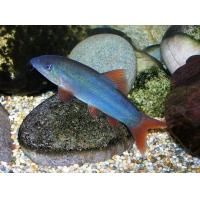 Botia modesta - Mřenka zelená 4cm