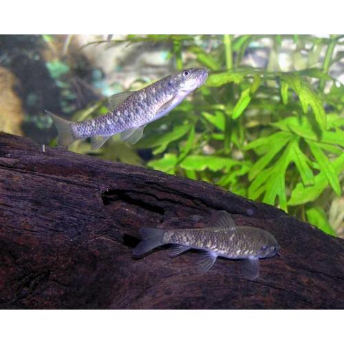 Garra rufa Kangal 3cm