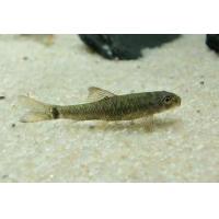 Garra rufa Kangal 3cm