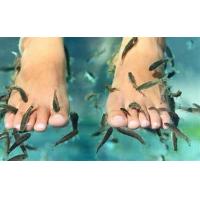 Garra rufa Kangal 3cm