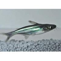 Pangasius sutchi - Sumeček žraločí 6cm