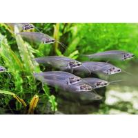 Kryptopterus bicirrhis - Sumeček průsvitný 6cm