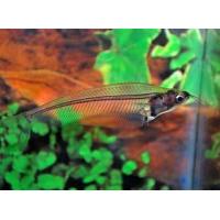Kryptopterus bicirrhis - Sumeček průsvitný 6cm