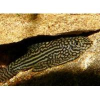 Sewellia lineolata 4cm