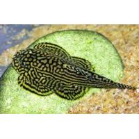 Sewellia lineolata 4cm