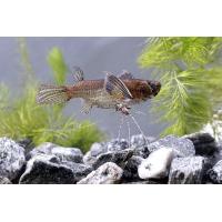 Pantodon buchholzi 5-6cm