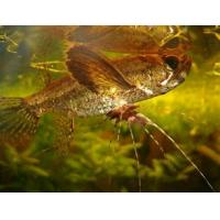 Pantodon buchholzi 5-6cm