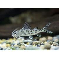 Pimelodus pictus 6cm