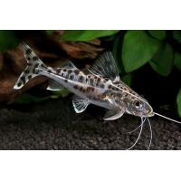 Pimelodus pictus 6cm