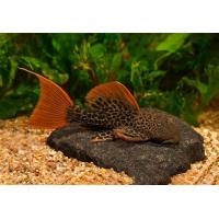 Pseudacanhicus Leopardus LDA 07 - 6-7cm