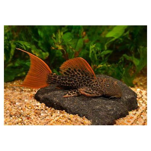 Pseudacanhicus Leopardus LDA 07 - 6-7cm