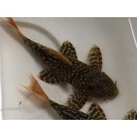 Pseudacanhicus Leopardus LDA 07 - 6-7cm