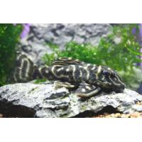 Hypancistrus sp. L 500