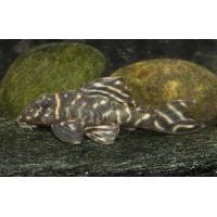 Hypancistrus sp. L 500