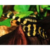 Zonancistrus brachyurus L 168