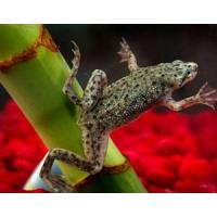 Hymenochirus sp. - Drápatečka malá 2,5cm