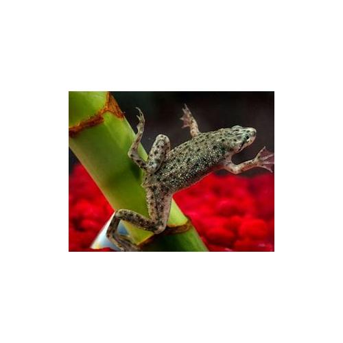 Hymenochirus sp. - Drápatečka malá 2,5cm