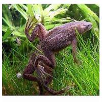 Hymenochirus sp. - Drápatečka malá 2,5cm