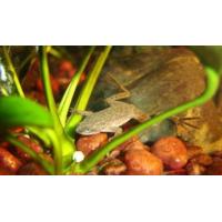 Hymenochirus sp. - Drápatečka malá 2,5cm