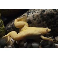 Xenopus laevis Gold - Drápatka vodní zlatá 2,5-3cm