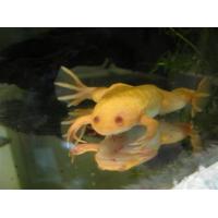 Xenopus laevis Gold - Drápatka vodní zlatá 2,5-3cm