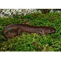 Pleurodeles waltl - Žebrovník waltlův 5-6cm