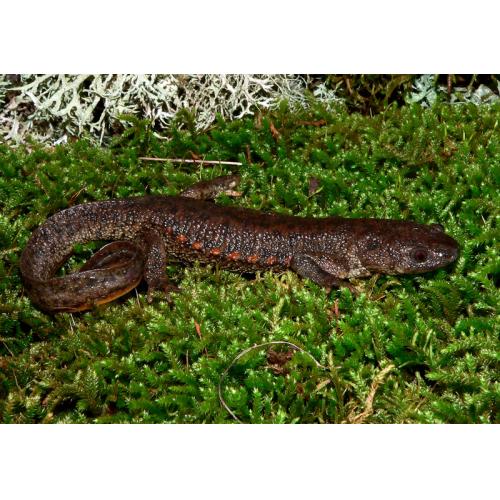 Pleurodeles waltl - Žebrovník waltlův 5-6cm