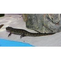 Pleurodeles waltl - Žebrovník waltlův 5-6cm