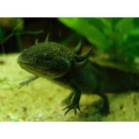 Ambystoma mexicanum - Axolotl mexický 5-6cm