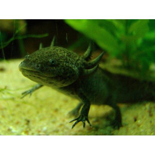 Ambystoma mexicanum - Axolotl mexický 5-6cm